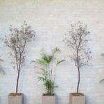 観葉植物とは?