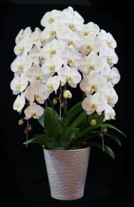 白い胡蝶蘭の鉢植え