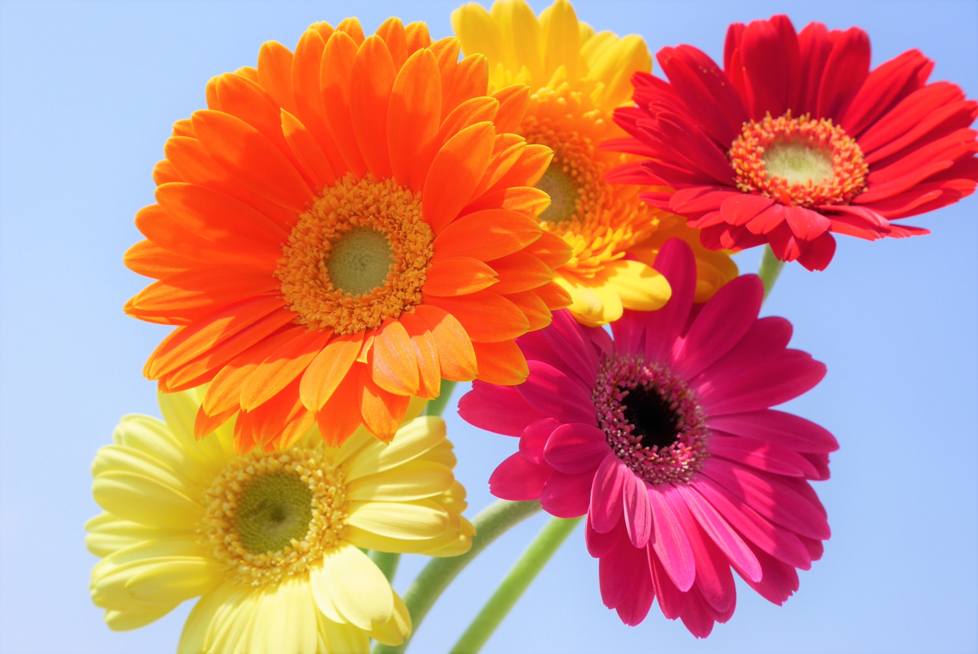 ガーベラの色や花束の作り方を紹介。自宅に飾る時のアイディアも！