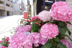 母の日に贈る鉢植えのおすすめは？定番はカーネーション、人気はアジサイ！