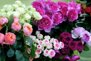 花束の定番！バラには形・色・大きさ、種類がこんなに豊富！