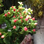 お花屋さんの人気者!ヒペリカムには何を合わせる?