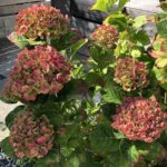 秋の庭。ガーデニングが得意じゃなくても、花いっぱいの我が家