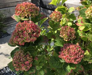 秋の庭。ガーデニングが得意じゃなくても、花いっぱいの我が家