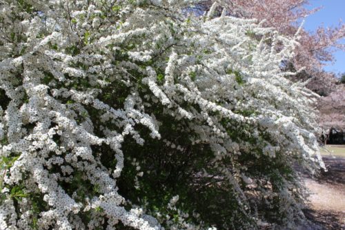 雪柳