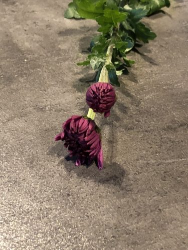 二輪菊