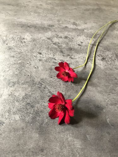 チョコレートコスモス