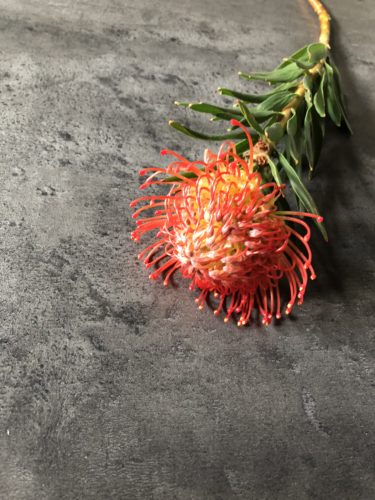 ピンクッション