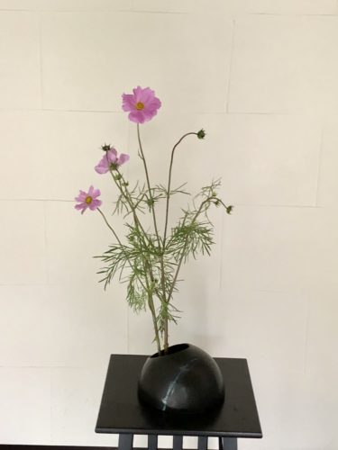 コスモスを活ける
