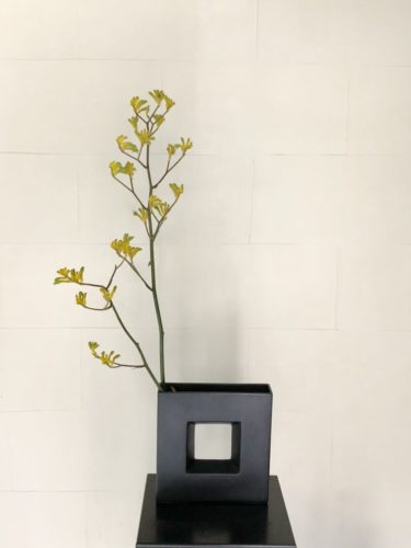 カンガルーポーを活ける