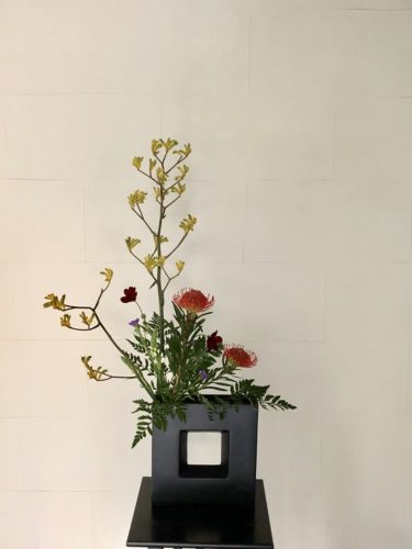 チョコレートコスモス