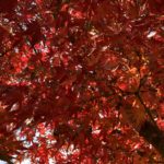 紅葉した庭の木々と四季咲きのクレマチス
