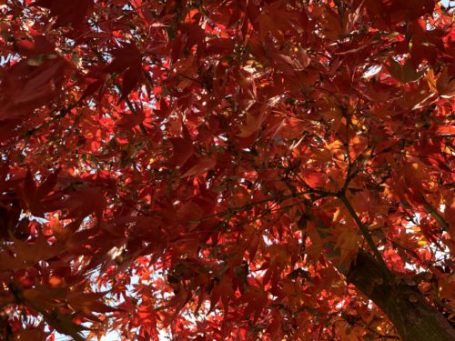 紅葉した庭の木々と四季咲きのクレマチス | お花選びのコンシェルジュ