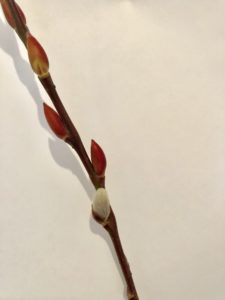 赤目柳の新芽
