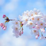 合格祝いや就職祝いに贈るお花のおすすめや相場を解説!