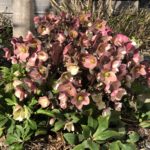 春先の庭。ガーデニングが得意じゃないから、毎年咲く花を上手に植えて。