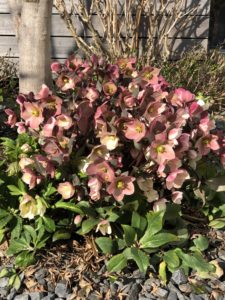 春先の庭。ガーデニングが得意じゃないから、毎年咲く花を上手に植えて。