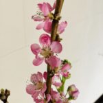 桃の花のつぼみがきれいに咲いた! <続>ひな祭りの生け花