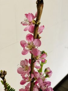 桃の花のつぼみがきれいに咲いた！　＜続＞ひな祭りの生け花