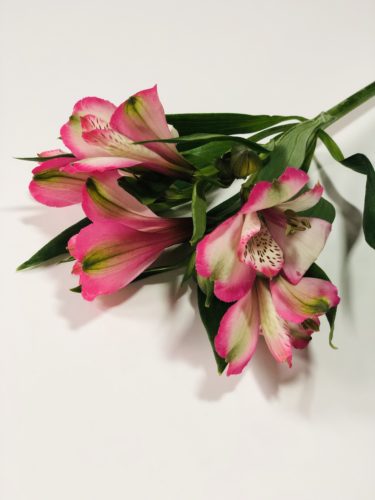 アルストロメリア