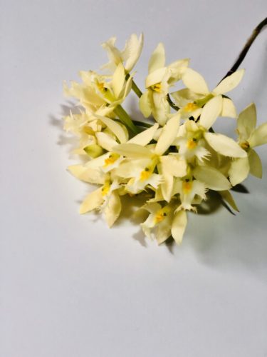 エピデンドラム