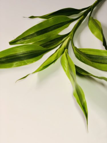 ドラセナ・サンデリ―