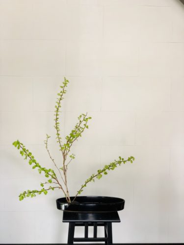 金葉こでまりを活ける