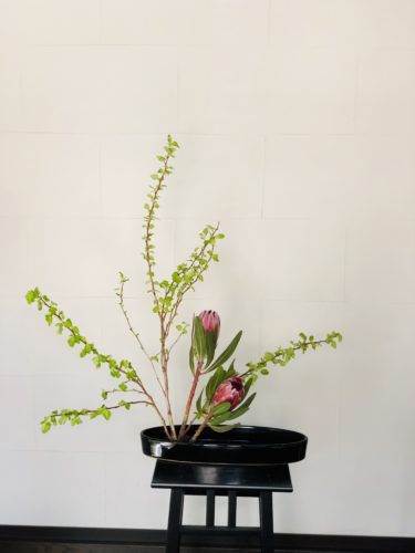 プロテアを活ける