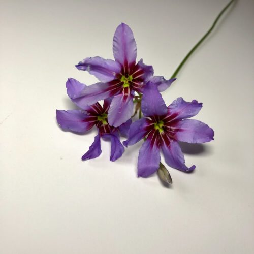 リューココリーネ