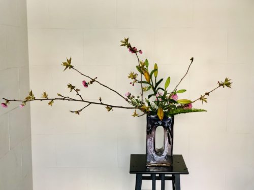 タマシダを入れる