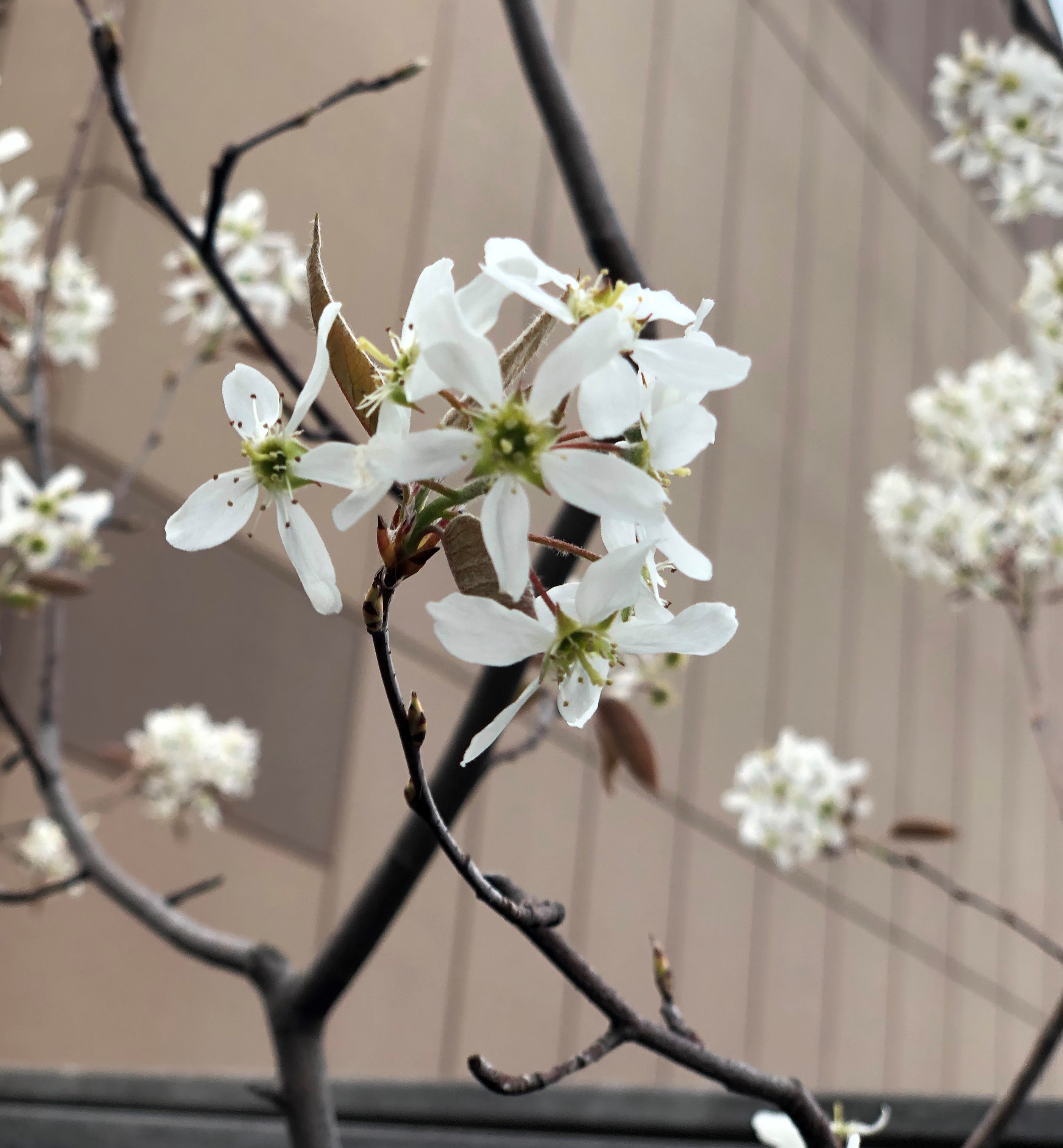 桜が咲くころのお庭 ほったらかしでも毎年咲く花を上手く組み合わせて お花選びのコンシェルジュ