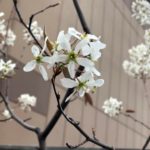 桜が咲くころのお庭。ほったらかしでも毎年咲く花を上手く組み合わせて