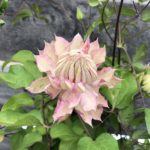 ゴールデンウィークの頃の庭のお花。咲きだしたクレマチスとつぼみのアジサイ