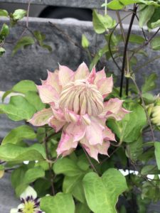 ゴールデンウィークの頃の庭のお花。咲きだしたクレマチスとつぼみのアジサイ