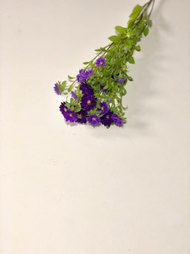 アスター