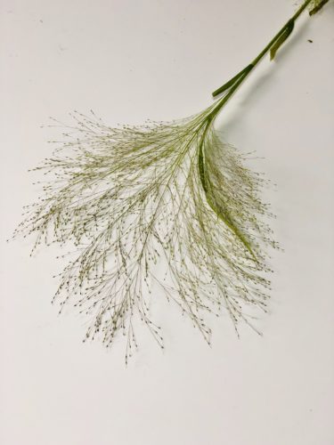 スモークグラス