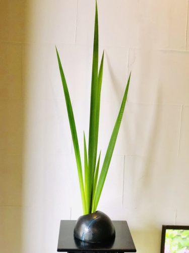オクラレルカを活ける