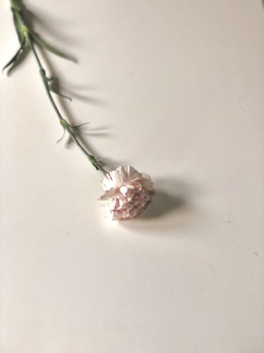 カーネーション