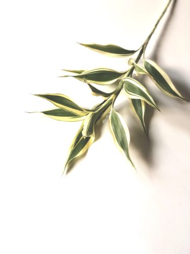 ドラセナ　サンデリアーナ