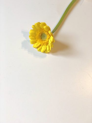 ガーベラ　黄色