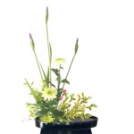 花菖蒲をメインにした生け花