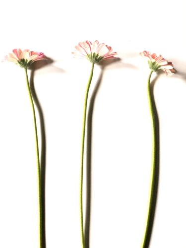 ガーベラの茎とお花の角度の違い