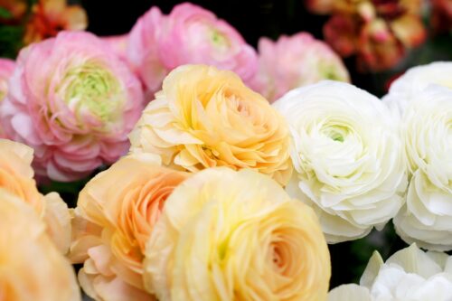 ラナンキュラス