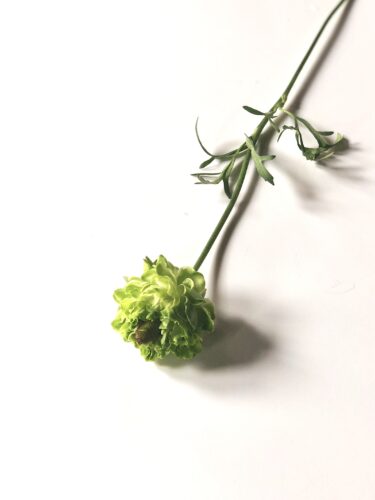 ラナンキュラス