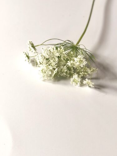 レースフラワー