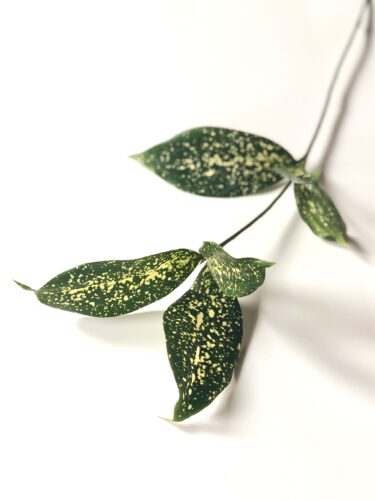 ドラセナ ゴッドセフィアナ