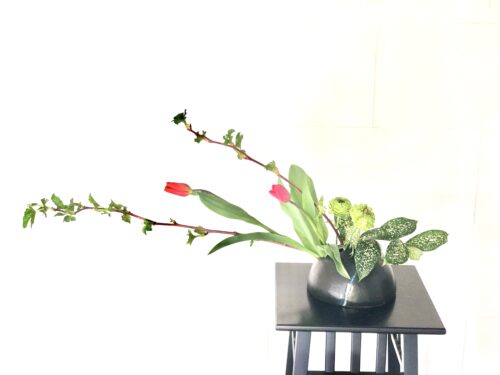 ドラセナ ゴッドセフィアナを入れる