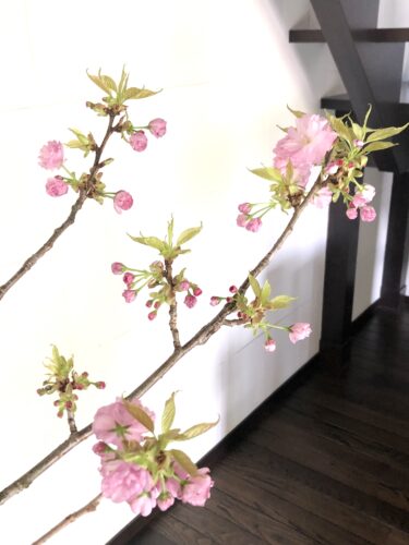 関山桜開花