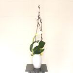 カラーの生け花