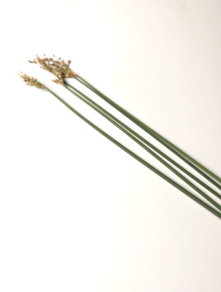 夏の定番。太藺（フトイ）とダリアの生け花 | お花選びのコンシェルジュ